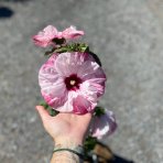 Ibištek bahenný (Hibiscus moscheutos) ´SUMMERIFIC-CHERRY CHEESECAKE´® - výška 50-80 cm, kont. C5L  (-29°C)